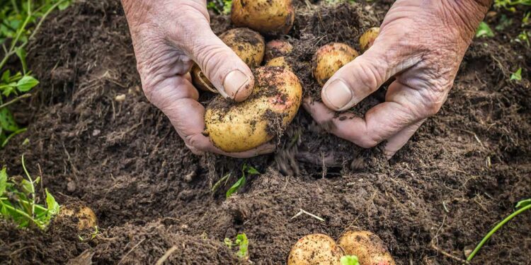 Bujqësia “non grata”